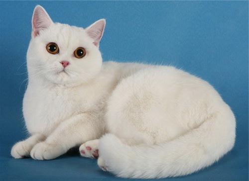 британские котята белого окраса