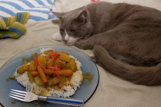 отказ кошки от пищи