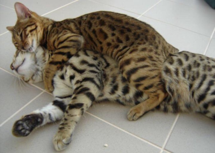 Бенгальская кошка размер. Бенгальская кошка самка. Бенгальская кошка самец. Бенгальский кот 9 кг Линкс. Взрослая кошка самка Бенгальская.