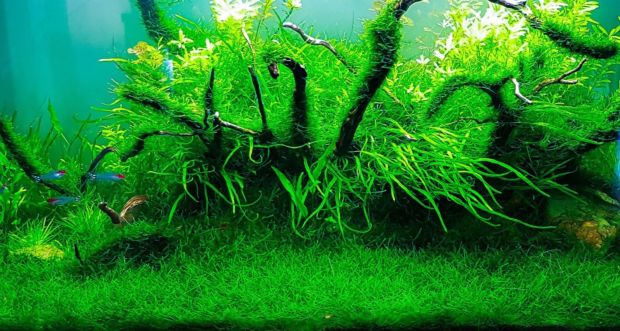 Яванский мох на коряге в аквариуме фото