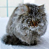 кошка зимой