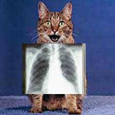 рентген кота