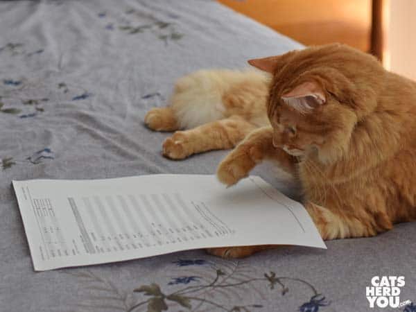 orange tabby cat looks at test results