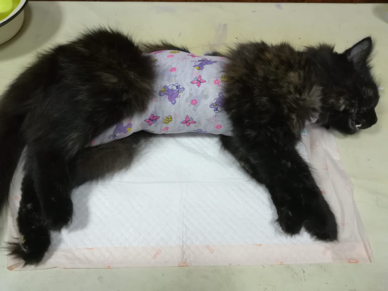 Кошка после стерилизации