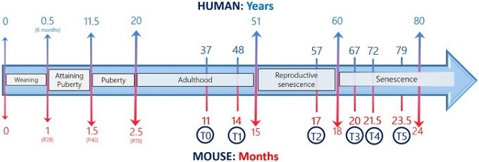 Корреляция жизни мышей и людей