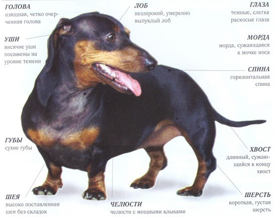 Рассмотрите фотографии собаки породы такса выберите характеристики