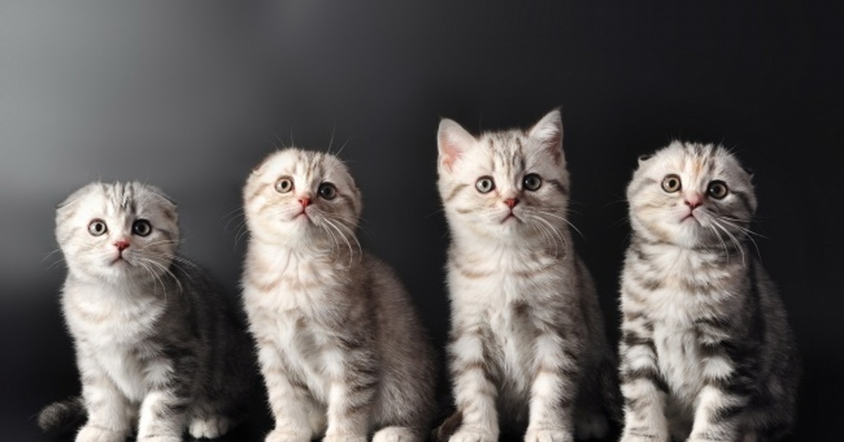 Разные породы кошек с фотографиями и названиями