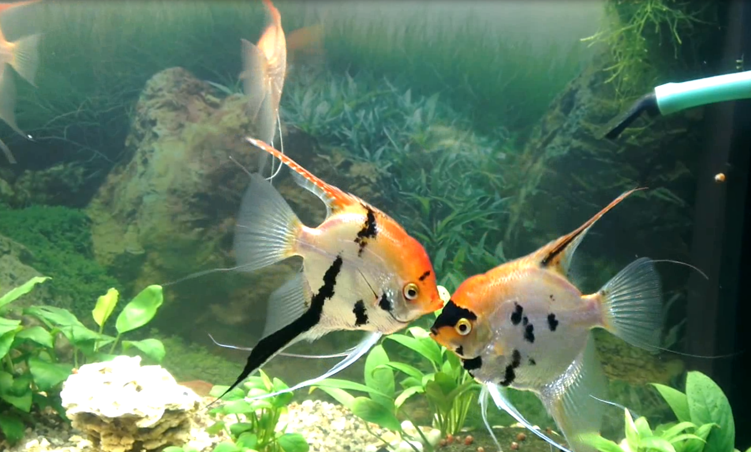Скалярии аквариумные рыбки. Скалярия самец и самка. Скалярия самка. Рыбки скалярий самец самка. Как отличить самца скалярии