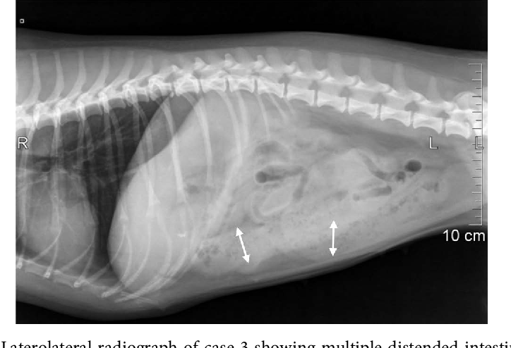 рентген желудка кошки