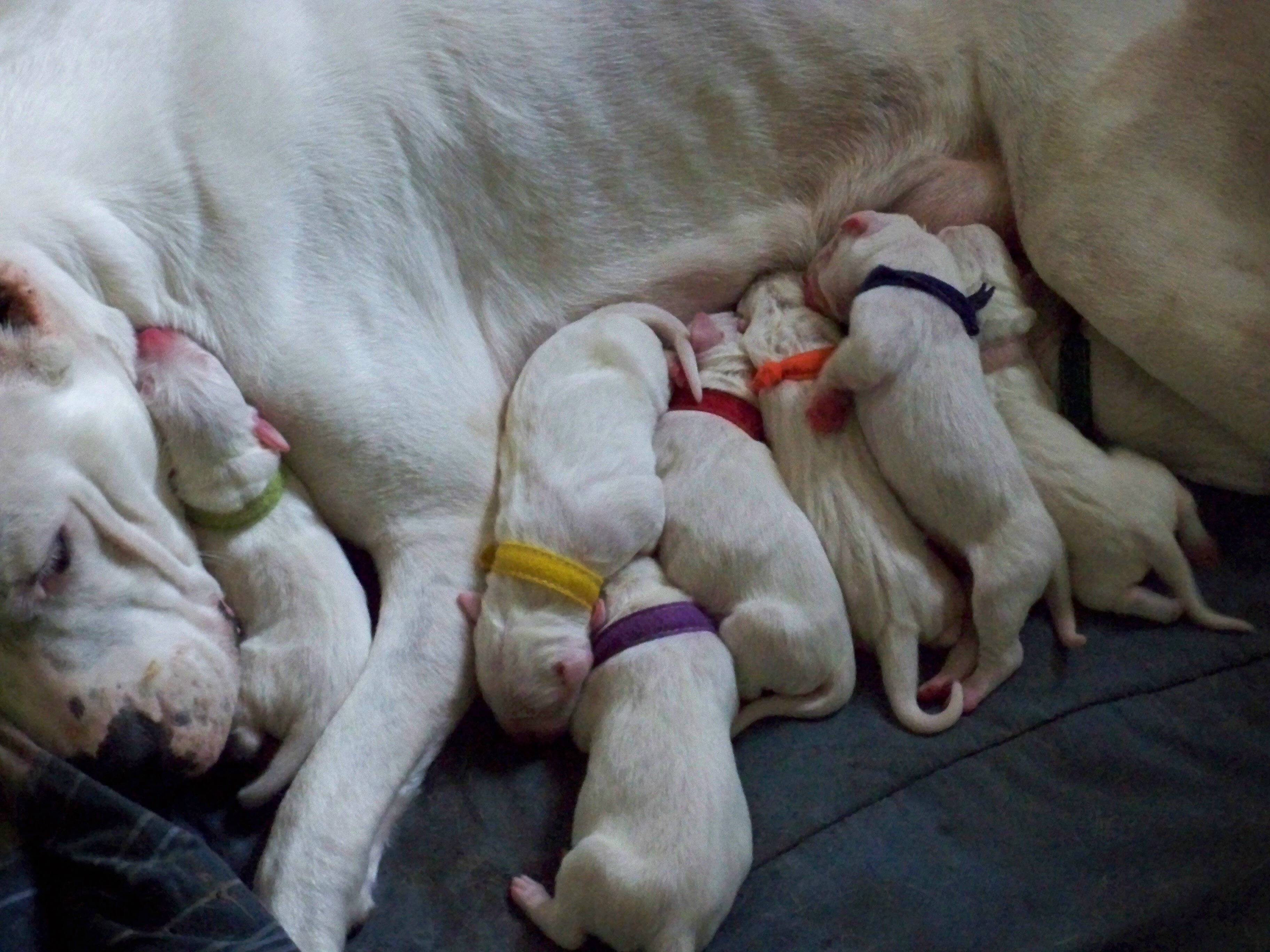 Беременность собак длительность. Новорожденные щенки аргентинского дога.