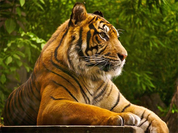 Bengal tiger (Panthera tigris tigris).
