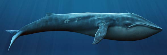  Blue whale (Balaenoptera musculus) 