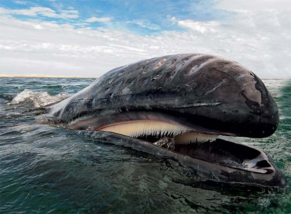 Gray whale (Eschrichtius robustus)