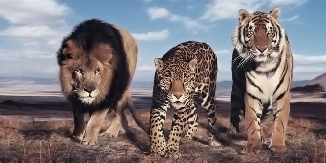 The largest wild cats