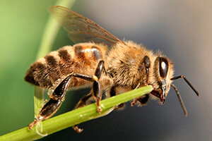 мергельская пчела