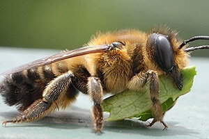 пчела листорез