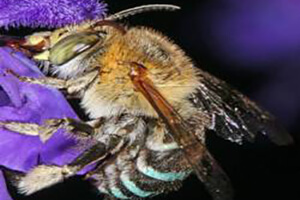 Приокская пчела