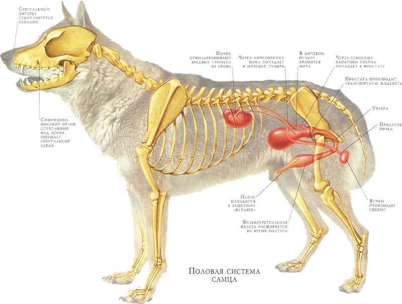 Простатит у собак лечение. Предстательная железа у кобеля анатомия. Предстательная железа у собак анатомия. Мочеполовая система собаки кобель. Строение мочевой системы у собак.