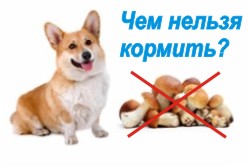 запрещенные продукты для собак