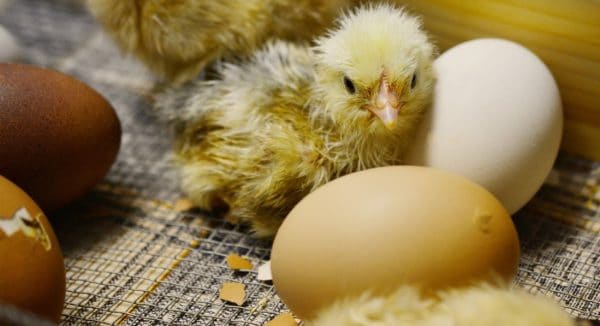 Следует помнить, что наседка после вылупления первых птенцов может бросить оставшиеся яйца. Поэтому за выведением цыплят следует постоянно наблюдать