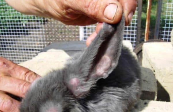 Уши больного миксоматозом кролика