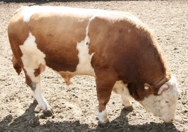 Средний годовалый бычок в день потребляет 9-10 кг корма