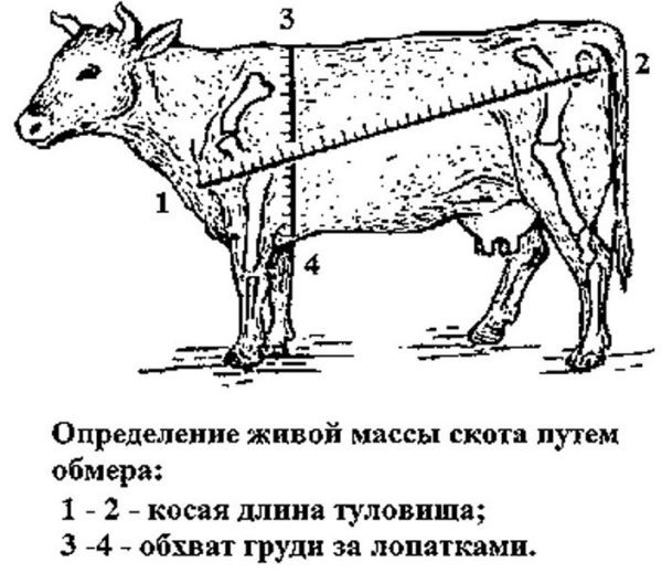 Способы определения живой массы быка (коровы) без весов