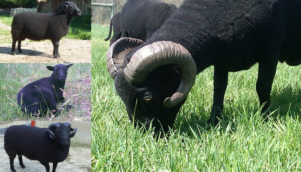 black-welsh-mountain-sheep