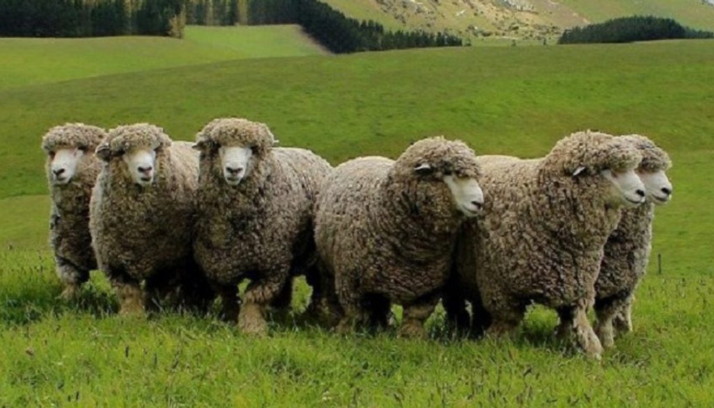 corriedale-sheep