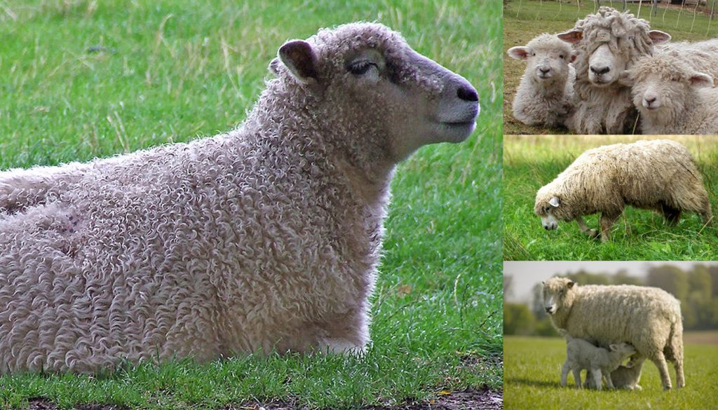 cotswold-sheep