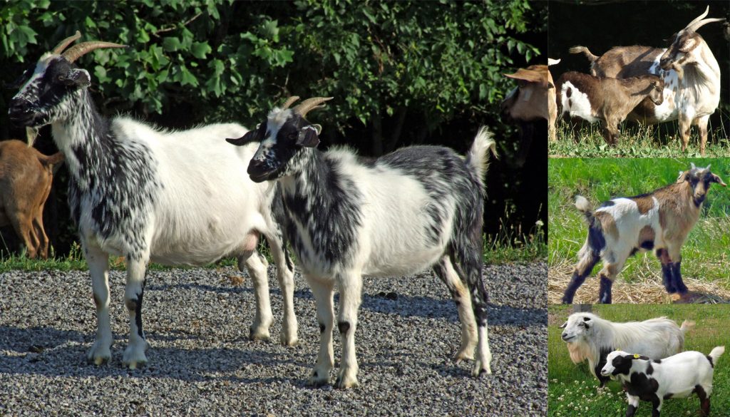 fainting-goat-breed