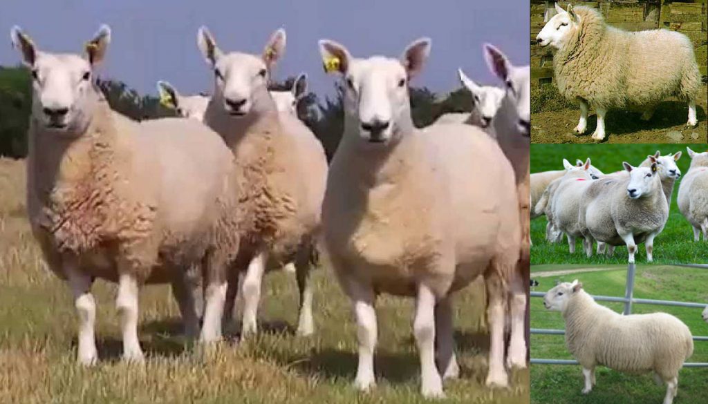 north-country-cheviot-sheep