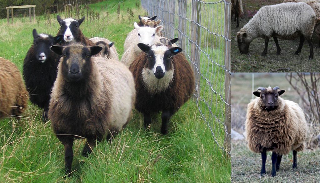 shetland-sheep