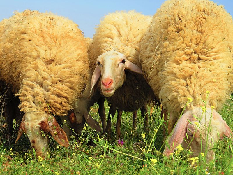 assaf-sheep