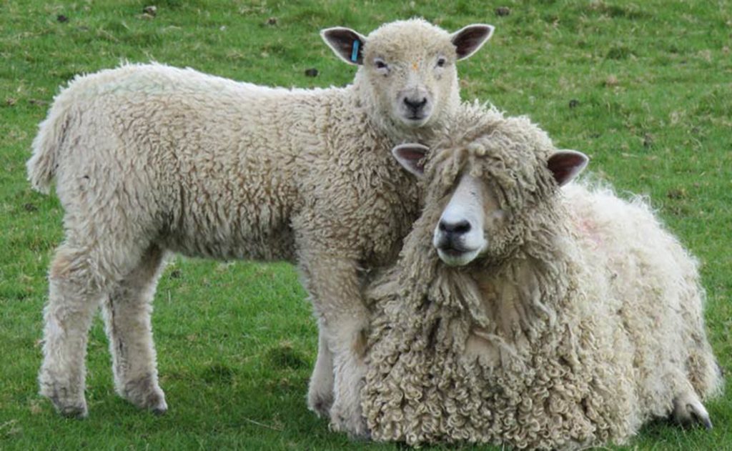 leicester-longwool-sheep