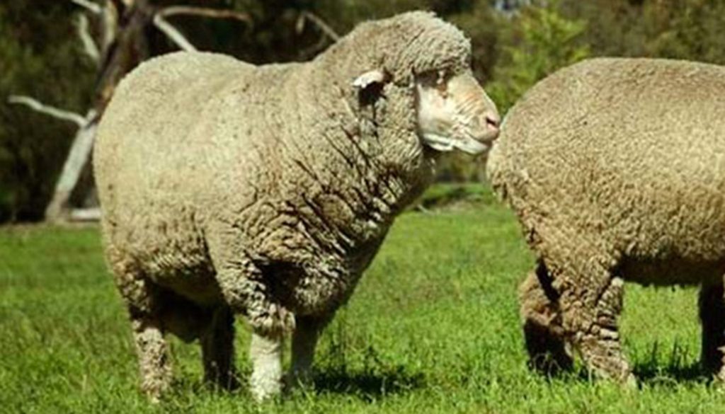 polwarth-sheep