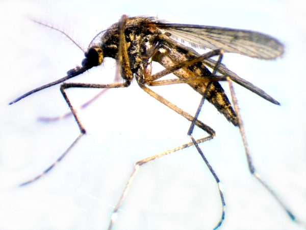 Взрослая особь комара