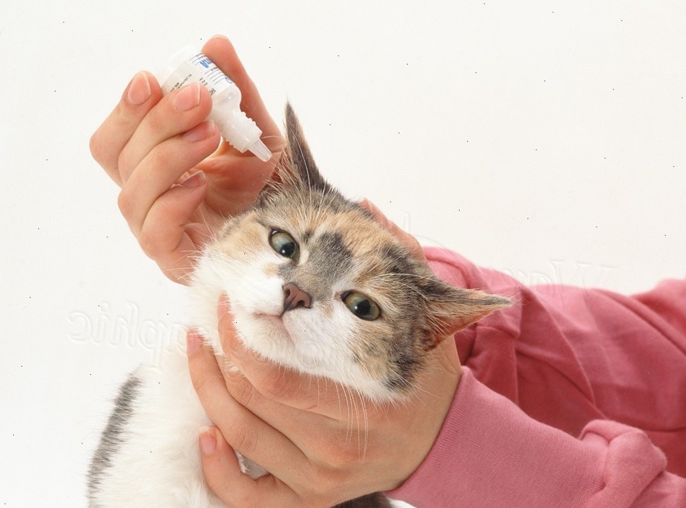 Ушной клещ у кошек: лечение каплями