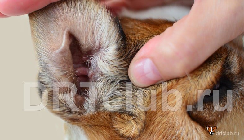 Ушная чесотка или отодектоз у собак