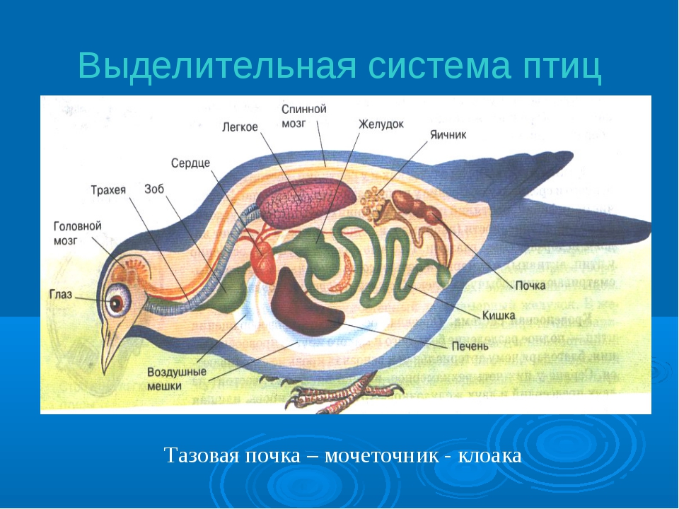 Особенности строения органов размножения птицы