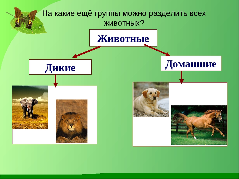 Какие группы животных. На какие группы можно разделить животных. Классификация животных Дикие и домашние. Разделение животных на группы окружающий мир. Животные разделяются на группы Дикие домашние.