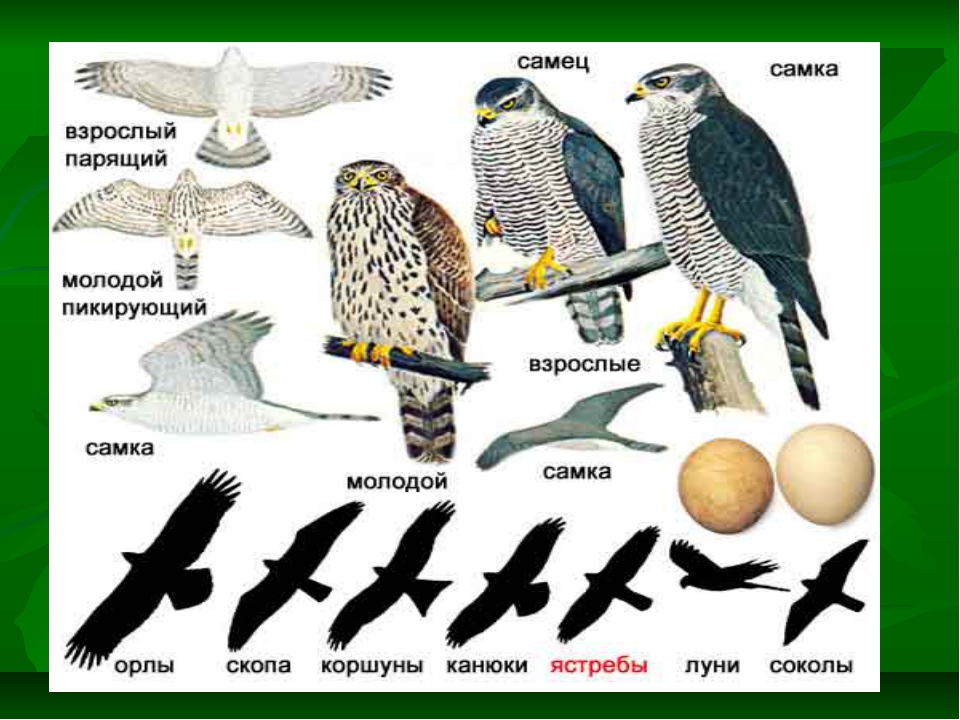 Чем отличаются самки. Ястреб тетеревятник самец и самка. Ястреб перепелятник самец и самка. Сокол ястреб Коршун Орел отличия. Сокол ястреб Коршун.