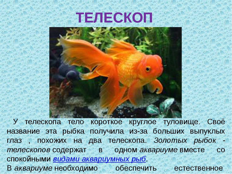 Какие организмы живут в аквариуме 5 класс. Золотая рыбка описание. Рыбки презентация для детей. Сведения об аквариумных рыбках. Аквариумные рыбки для детей.