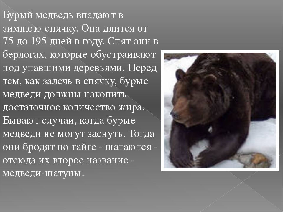 Сочинение про бурого медведя 5. Медведь впадают в спячку 3 класс. Животные которые зимой впадают впадают в спячку. Медведь впадает в зимнюю спячку. Почему медведи впадают в спячку.