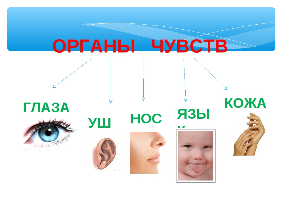 Виды органов чувств