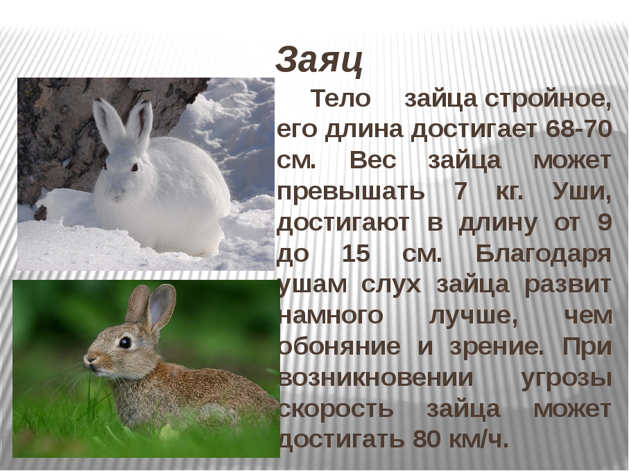 Заяц описание для детей. Заяц Беляк в тайге. Сообщение о зайце. Доклад про зайца. Описание зайца.