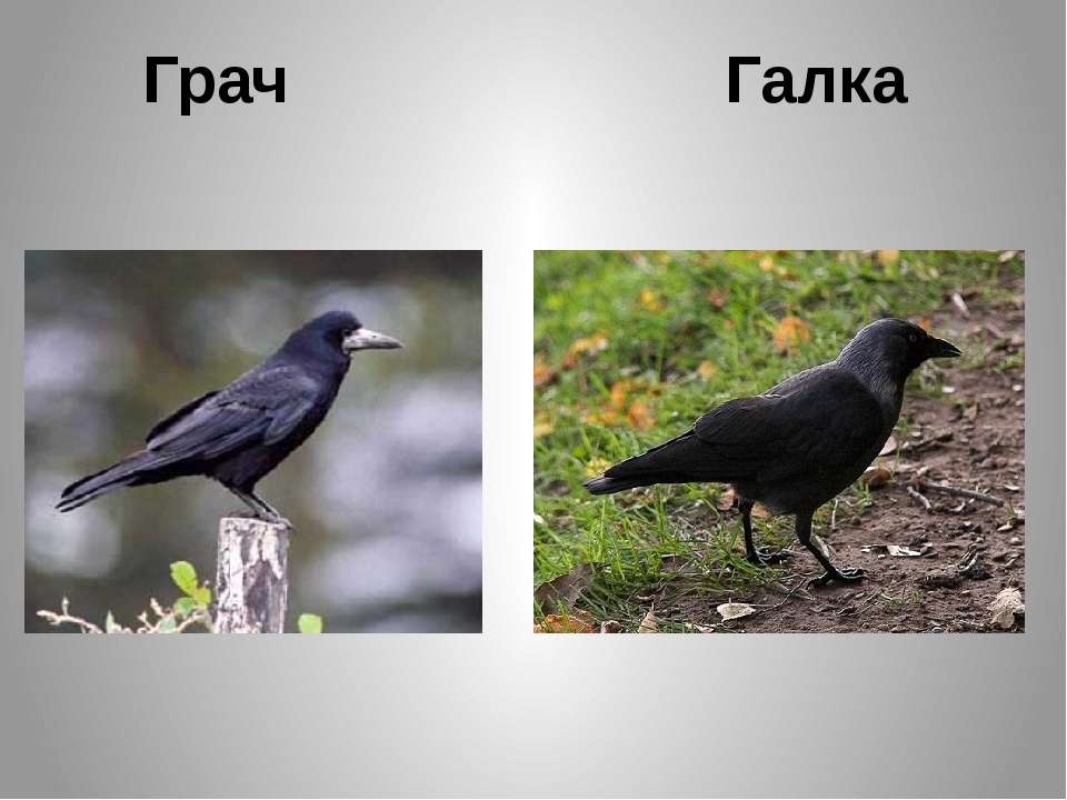 Фото грача и вороны в сравнении