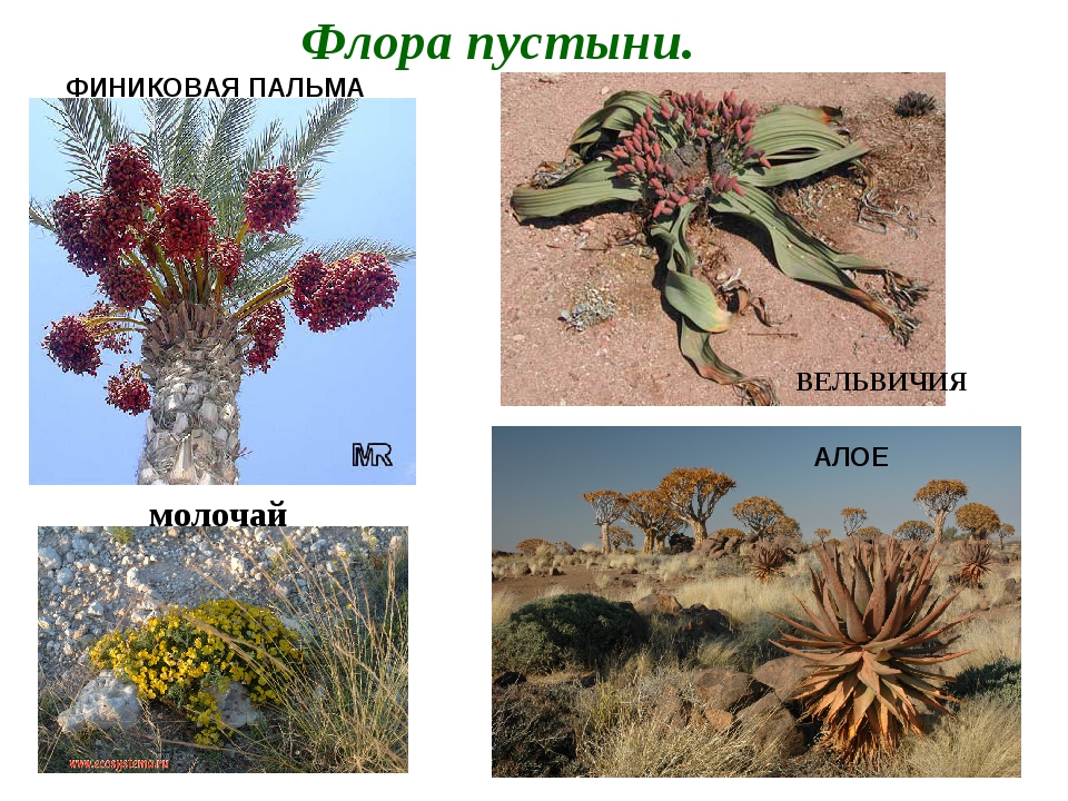 Тропические пустыни Флора. Растительный мир пустынь и полупустынь. Растительный мир пустыни и полупустыни в России. Флора пустынь и полупустынь.