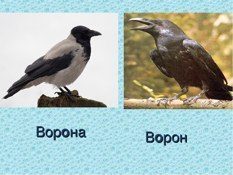 Чем отличается черный. Ворон и ворона. Ворон и ворона отличие. Ворон и ворона это разные птицы.