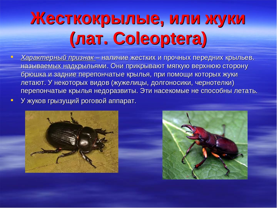 Насекомые характеризуют признаки. Характеристика отряда жесткокрылые жуки. Отряд Жуков строение. Многообразие жесткокрылых Жуков. Отряд жесткокрылые 7 класс биология.